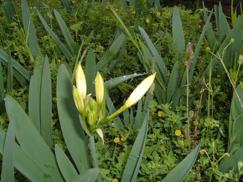 Pancratium illyricum / Giglio di Sardegna